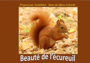 beaute_de_l_ecureuil_jackdidier
