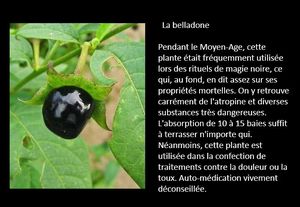 les_10_plantes_des_plus_dangeureuses_de_nos_regions