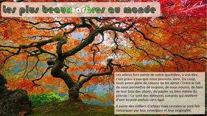 les_plus_beaux_arbres_au_monde_phil_v