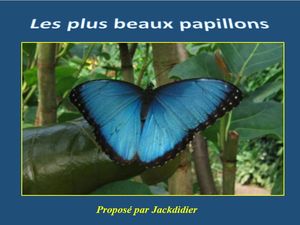papillons_les_plus_beaux_du_monde__jackdidier
