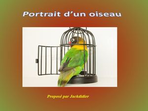 portrait_d_un_oiseau__jackdidier