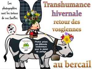 transhumance_hivernale_retour_des_vosgiennes_au_bercail__roland