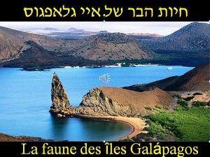 faunes_des_galapagos_by_ibolit