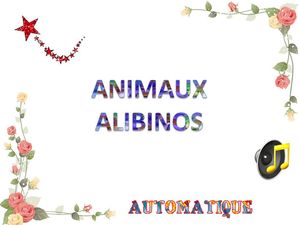 animaux_alibinos_chantha