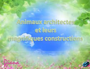animaux_architectes