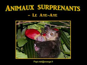 animaux_surprenants_le_aye_aye_papiniel
