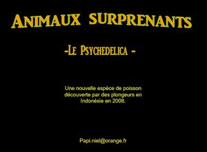 animaux_surprenants_le_psychedelica_papiniel