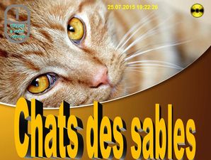 chats_des_sables_chantha