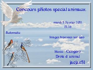 concours_photo_special_animaux
