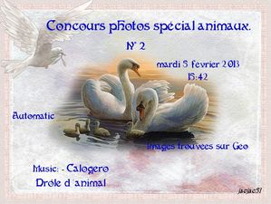 concours_photo_special_animaux_2