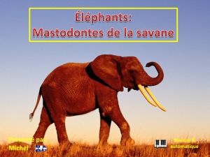 elephants_mastodontes_de_la_savane_michel