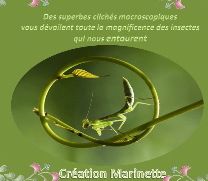 la_beaute_des_insectes_marinette