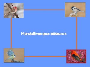 la_colline_aux_oiseaux_didie7