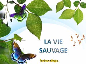 la_vie_sauvage_chantha