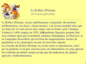 le_rollier_d_europe_piboulette