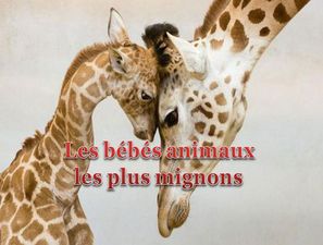 les_bebes_animaux_les_plus_mignons_pancho