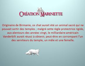 les_chats_birmans_marinette