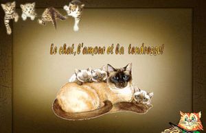 les_chats_dede_francis