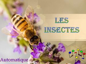 les_insectes_chantha