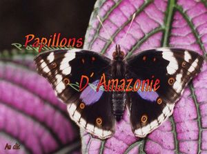 papillons_d_amazonie_dede_51