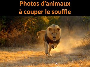 photos_d_animaux_a_couper_le_souffle_pancho