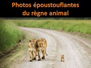 photos_epoustouflantes_du_regne_animal_pancho