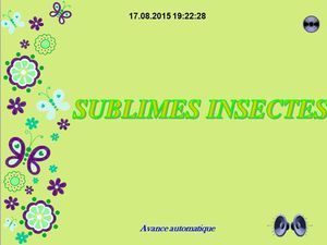sublimes_insectes_chantha