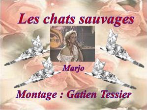 les_chats_sauvages__marjo