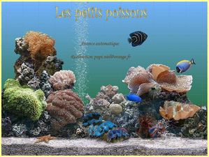 les_petits_poissons_papiniel