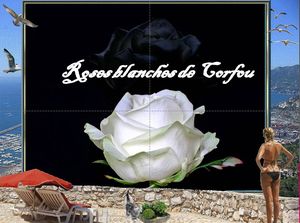 roses_blanches_de_corfou