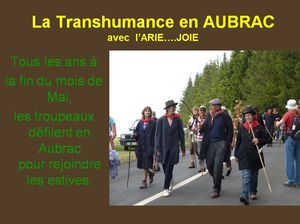 la_transhumance_en_aubrac