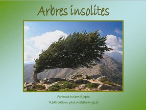 arbres_insolites_papiniel