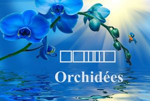 belles_orchidees_mimi_40