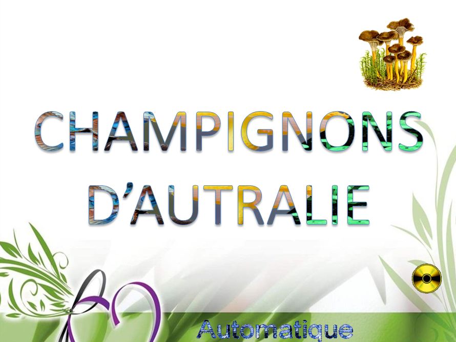 champignons_d_australie_chantha
