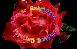 flower_exhibition_a_haifa
