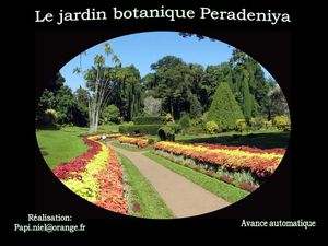 jardin_peradeniya_papiniel