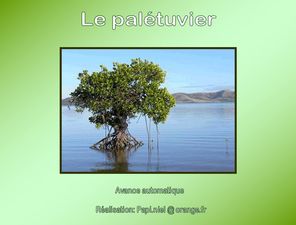 le_paletuvier_papiniel