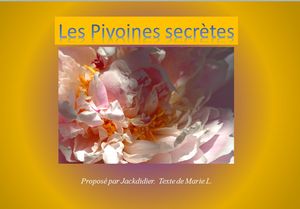 les_pivoines_secretes_jackdidier