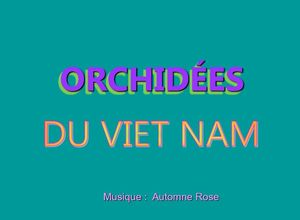 orchidees_du_vietnam