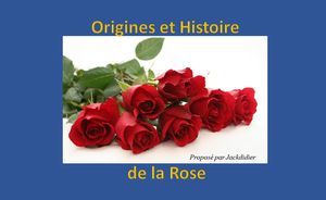 origines_et_histoire_de_la_rose_jackdidier