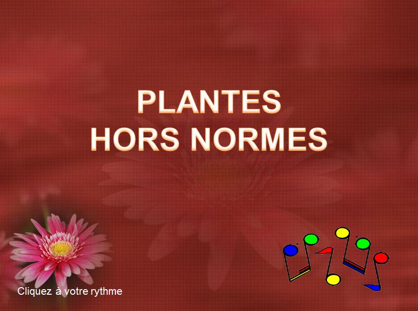plantes_hors_normes_chantha