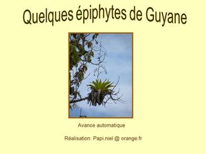 quelques_epiphytes_de_guyane_papiniel