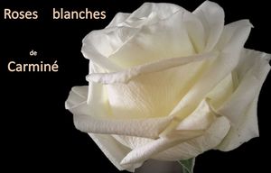 roses_blanches