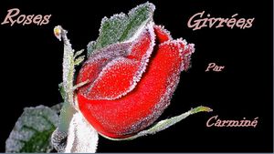 roses_givrees