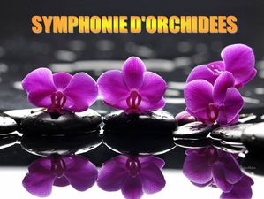symphony_of_orchids
