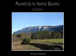 massif_de_la_sainte_baume_la_flore_papiniel