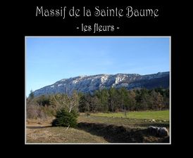massif_de_la_sainte_baume_les_fleurs_papiniel