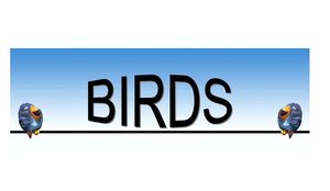 bd_birds_05