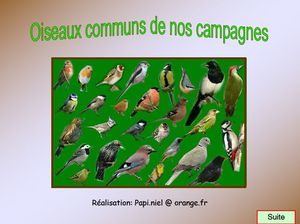 oiseaux_de_nos_campagnes_papiniel