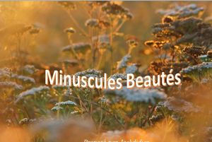 minuscules_beautes_jackdidier